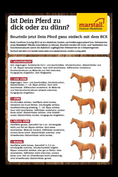 Futterwissen marstall Premium-Pferdefutter