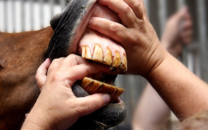 regelmäßige Zahnkontrolle bei Pferden