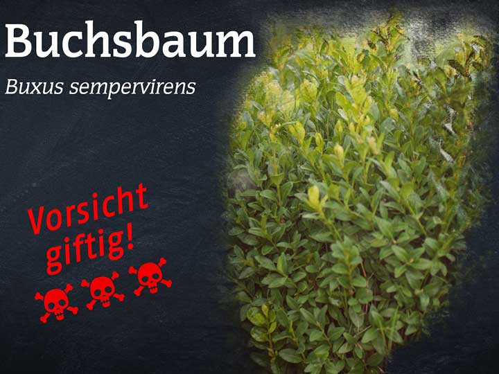 Buchsbaum