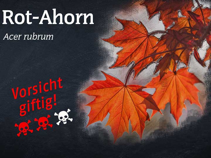 Rot-Ahorn